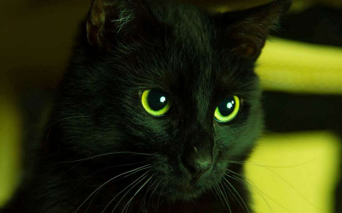 Бомбейская кошка