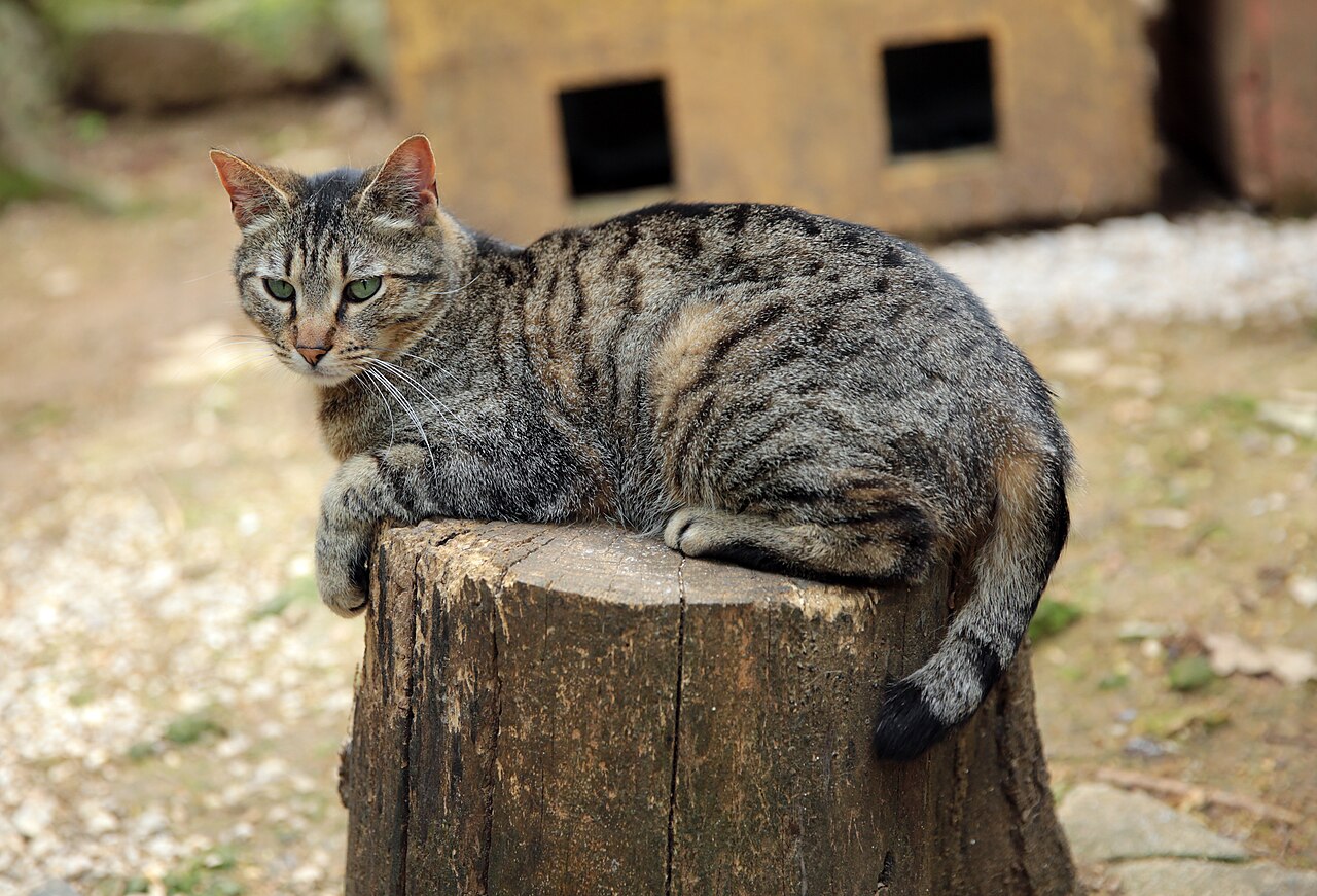 Уличный кот